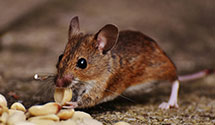 24 Hour & Emergency Exterminators in Stab, KY